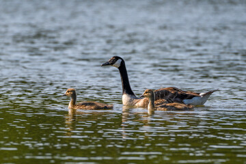 Canada goose with chicks