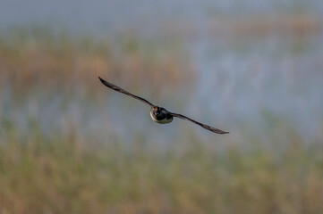 Common Goldeneye in flight