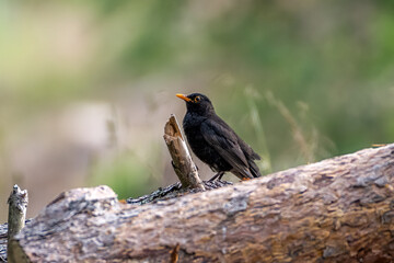 Common Blackbird on a logg