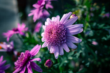 Obraz premium close up of a flower