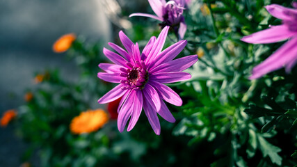 flowers in the garden