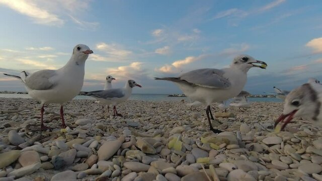 video gabbiani in riva al mare, risoluzione 4k