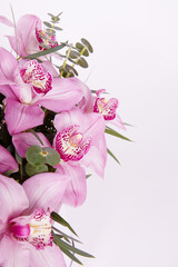 Cymbidium orchids on background