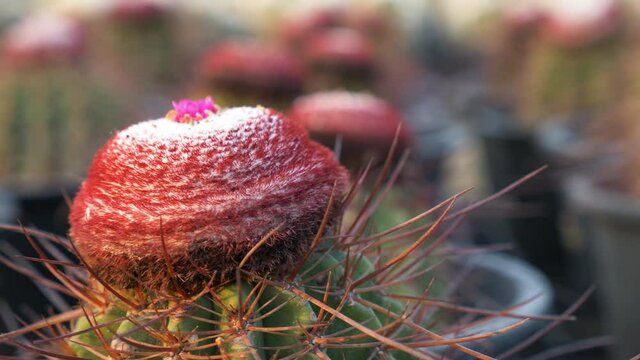 Green prickly cactus Gymnocalycium or Goloden Echinopsis calochlora cactus closeup, Succulent plant of small cactus in pot on sun light nature background. Desert Hedgehog cactuses at greenhouse farm.