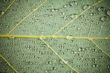 Green leaf with water drops background.