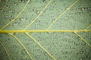 Green leaf with water drops background.