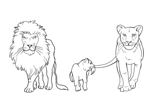 A family of lions. Lion Coloring Pages