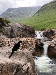 Tuxedo Adventure Cat investigates the River Etive waterfalls