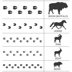 Silhouettes and footprints of hoofed mammals of North America and Eurasia. Vector illustration.