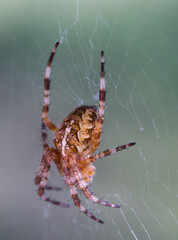 spider on the web
