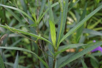 Ruellia simplex with a natural background