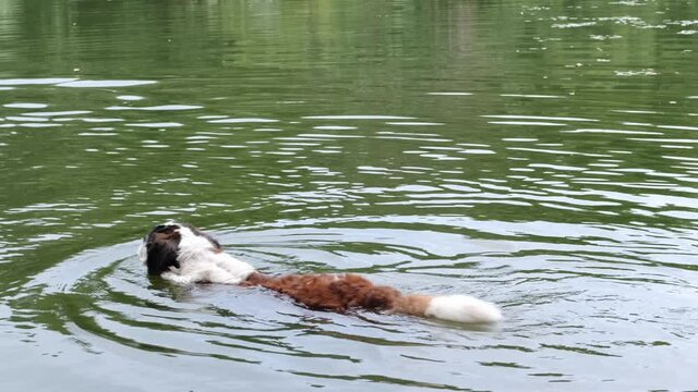 Old dog of breed St. Bernard swims in the water