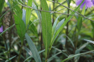 Ruellia simplex with a natural background