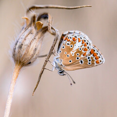 Fototapeta premium Brown argus bright background