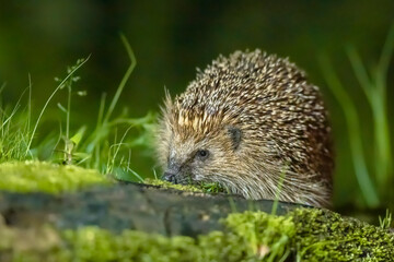 European hedgehog with forest background