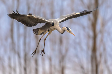 Grey heron flying preparing for landing