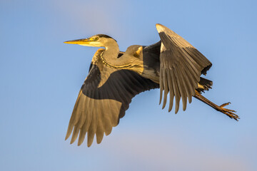 Grey heron flying on blue sky