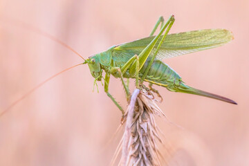 Great green bush-cricket