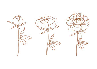 Set of delicate peony flowers in trendy linear style. Minimal botanical illustration for logo and wedding invitation. Vector design elements for branding.