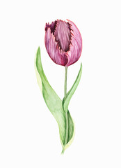 Burgundy tulip with stripes on the petals and orange 
border around the edge.Watercolor botanical illustration
