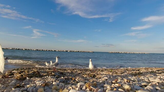 video gabbiani in riva al mare, risoluzione 4k