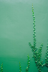 Green wall covered by green ivy.