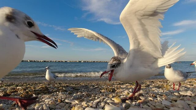 video gabbiani in riva al mare, risoluzione 4k