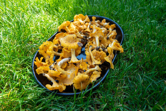 Chanterelle mushrooms, fresh, straight from the forest.
Grzyby kurki, świeże, prosto z lasu 
