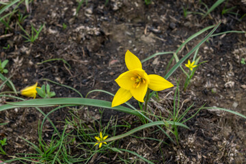 Yellow wild-growing tulip