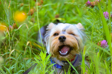 Funny cute Yorkshire terrier dog, puppy chewing on grass in a summer meadow