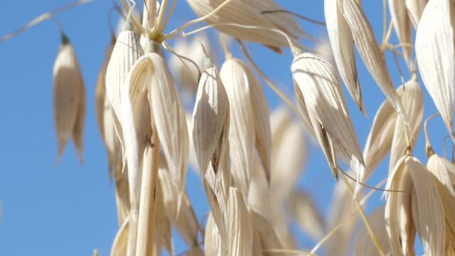 Oats on a blue background. Oatmeal in autumn