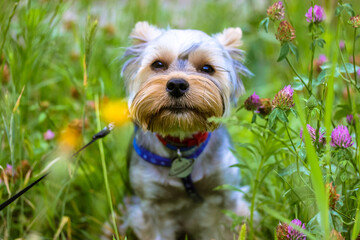 Portrait of a cute Yorkshire Terrier dog on a walk in a spring or summer blooming meadow amongst flowers. A happy purebred doggy outdoors. Long-haired domestic puppy with a hypoallergenic hair. Canine