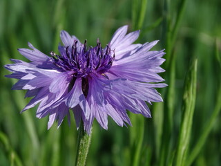 Eine hübsch ins leicht violett gehende Kornblume in einem Getreidefeld