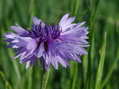 Eine h&uuml;bsch ins leicht violett gehende Kornblume in einem Getreidefeld