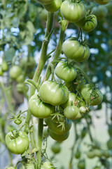 beautiful tomatoes growing in a green house
