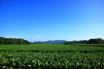 北海道　真狩村の風景