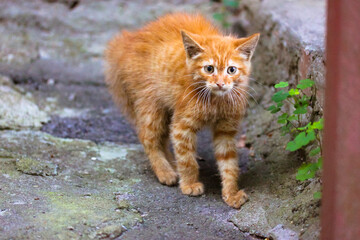 A frightened ginger kitten, fluffy redheaded kitty arches back, fur stand on end