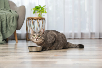 Grey tabby cat near feeding bowl at home. Cute pet