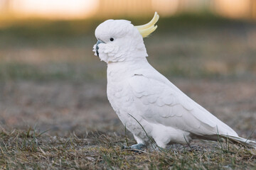 White Sulphur-Crested cockatoo walking in a grassy field.