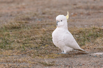 White Sulphur-Crested cockatoo walking in a grassy field. © Brayden