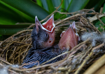A couple of chicks (Yellow-vented Bulbul – Wenkbrauwbuulbuul – Pycnonotus goiavier) are waiting for their parents. Birds of Bali.
