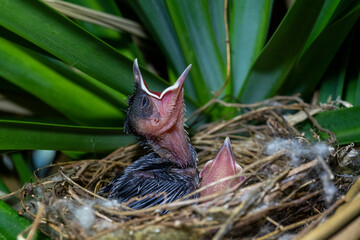 A couple of chicks (Yellow-vented Bulbul – Wenkbrauwbuulbuul – Pycnonotus goiavier) are waiting for their parents. Birds of Bali.