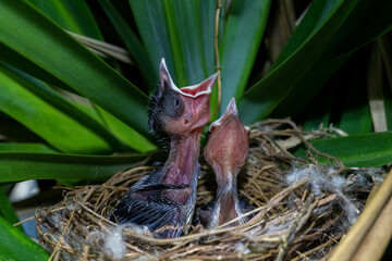 A couple of chicks (Yellow-vented Bulbul – Wenkbrauwbuulbuul – Pycnonotus goiavier) are waiting for their parents. Birds of Bali.