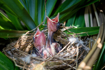 A couple of chicks (Yellow-vented Bulbul – Wenkbrauwbuulbuul – Pycnonotus goiavier) are waiting for their parents. Birds of Bali.
