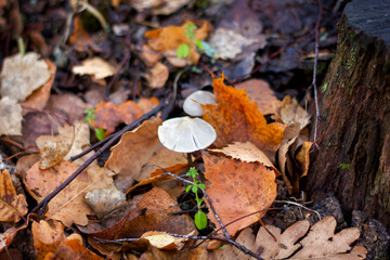 in the fall, mushrooms grew in the grass, porcini toadstools