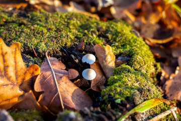 in the fall, mushrooms grew in the grass, porcini toadstools