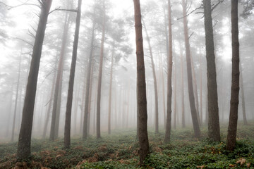 Fototapeta na wymiar image of a foggy forest