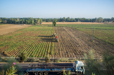 Fototapeta premium Tomato harvesting works aerial view