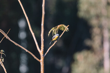 Eastern Yellow Robin, Australian bird.