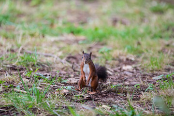 cute squirrel in nature